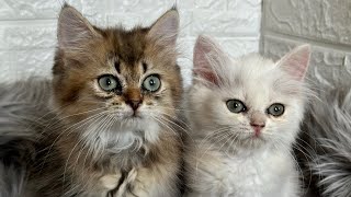 Funny and playful bonding of blh kittens