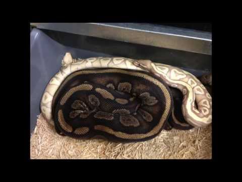 Best of ball python breedings 2013 | KEO Reptiles