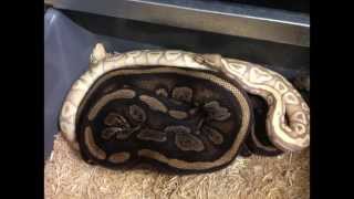 Best of ball python breedings 2013 | KEO Reptiles