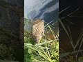Огромный карась на поплавок😱😱😱