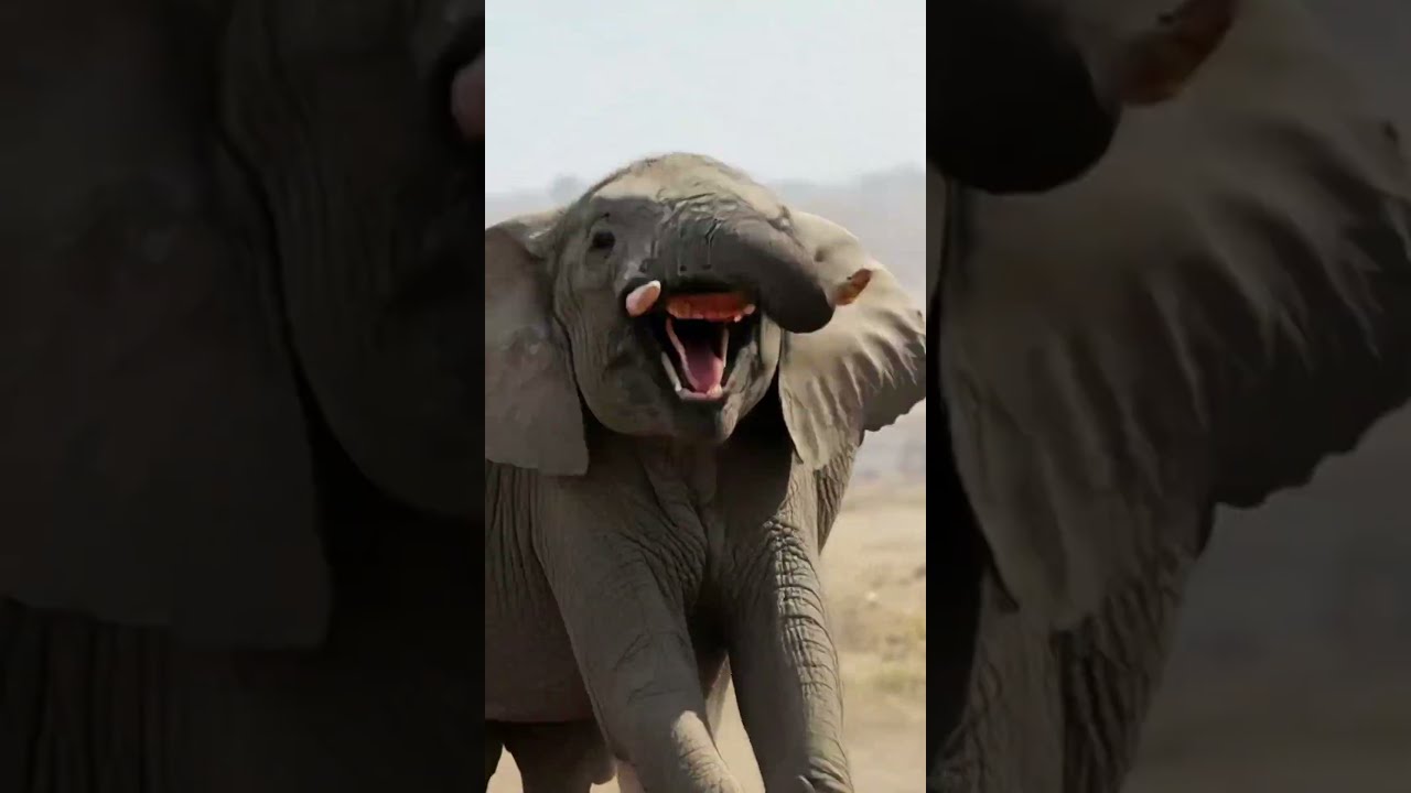 An Elephant Never Forgets A Sad Story Of Pain Revenge And Justice AI Wild Animal Stories
