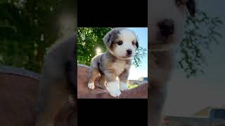 Literally Meaning Of Song By Mj Shorts Reels Lyrics Of Song