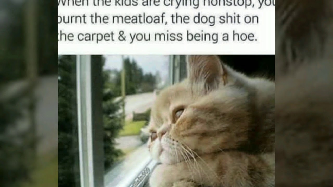 Cats Love UNCONDITIONALLY YouTube cats-love-unconditionally-youtube