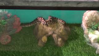 Ball Python 20 Gallon Tank Setup