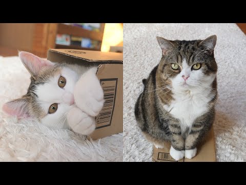 子ねこにぴったりの小さな箱とねこ。-Maru and small box that fits a kitten.-