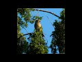 Linnet male (Carduelis cannabina) song