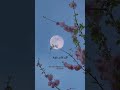 تلاوة هادئة ومؤثرة لسورة الشرح محمود خليل الحصري قرآن 