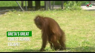 Greta's Great Escape at Orangutan Jungle School