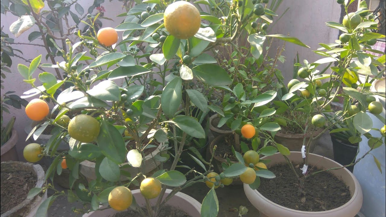Chinese Orange Overview. how to grow Chinese Orange? - YouTube