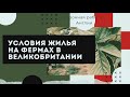 Как живут украинцы в Англии и Шотландии на фермах/работа в Англии/работа на ферме