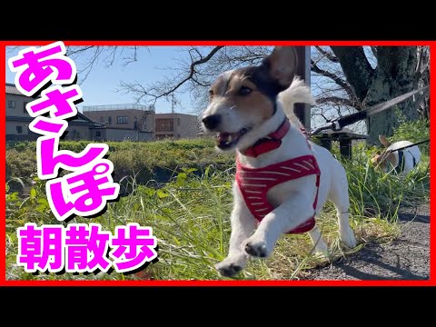 朝散歩(あさんぽ)したジャックラッセルテリアが元気いっぱいで可愛かった!
