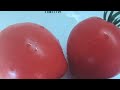 Семьнадцать ЛУЧШИХ сортов МИНУСИНСКИХ томатов посажу в 2022 году.