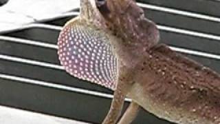 lizards lezards houston texas