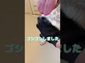【柴犬だい吉】グルーミンググローブでシャンプーしたよ② #shorts