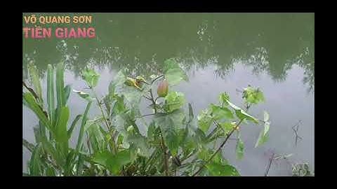 Miền Tây gạo trắng nước trong/Ai đi đến đó lòng không muốn về