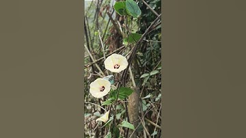 Thumbnail of Roadside wildflowers bloom in the morning #flowers#trees#flowering plants#weeds#landscapes #music