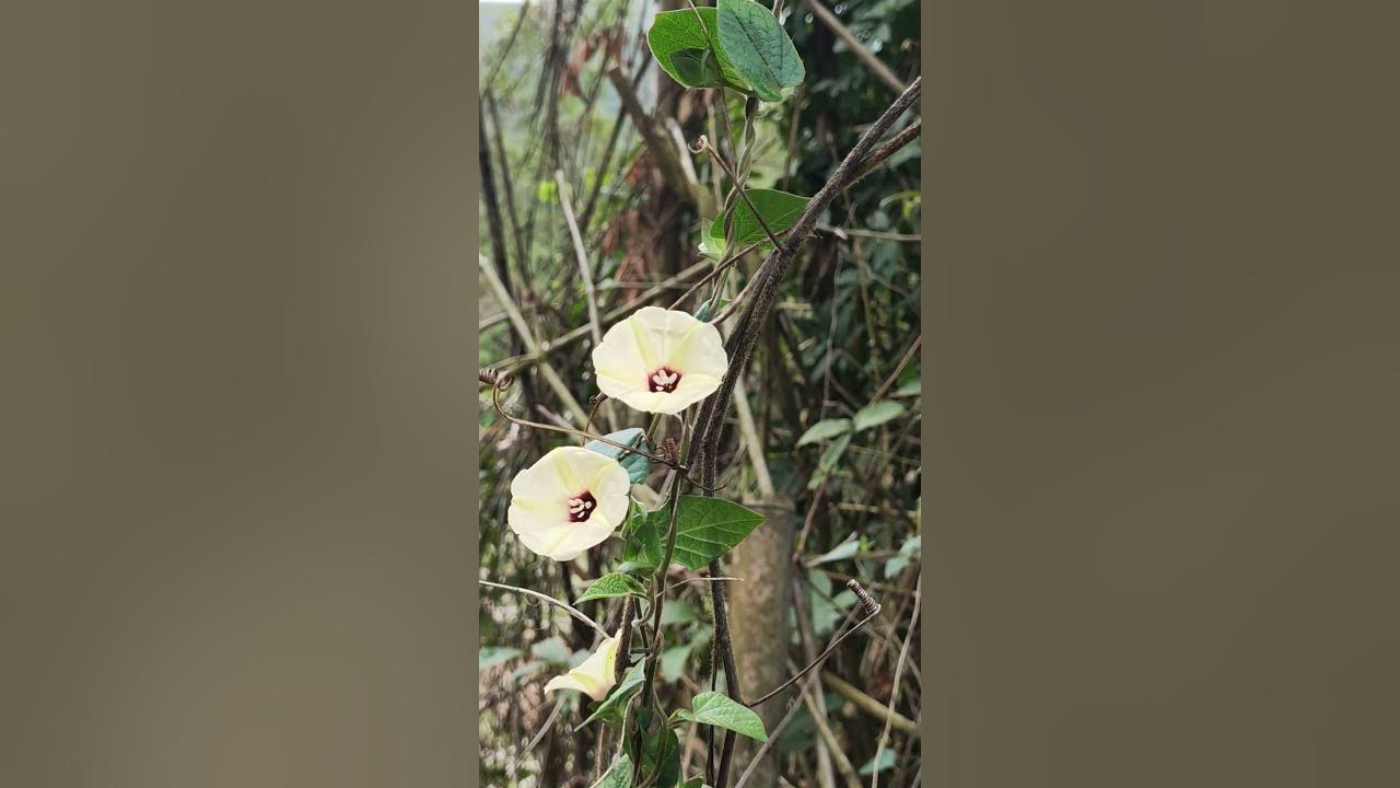 Roadside wildflowers bloom in the morning #flowers#trees#flowering plants#weeds#landscapes #music