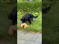 Lila gek met haar speeltje😍