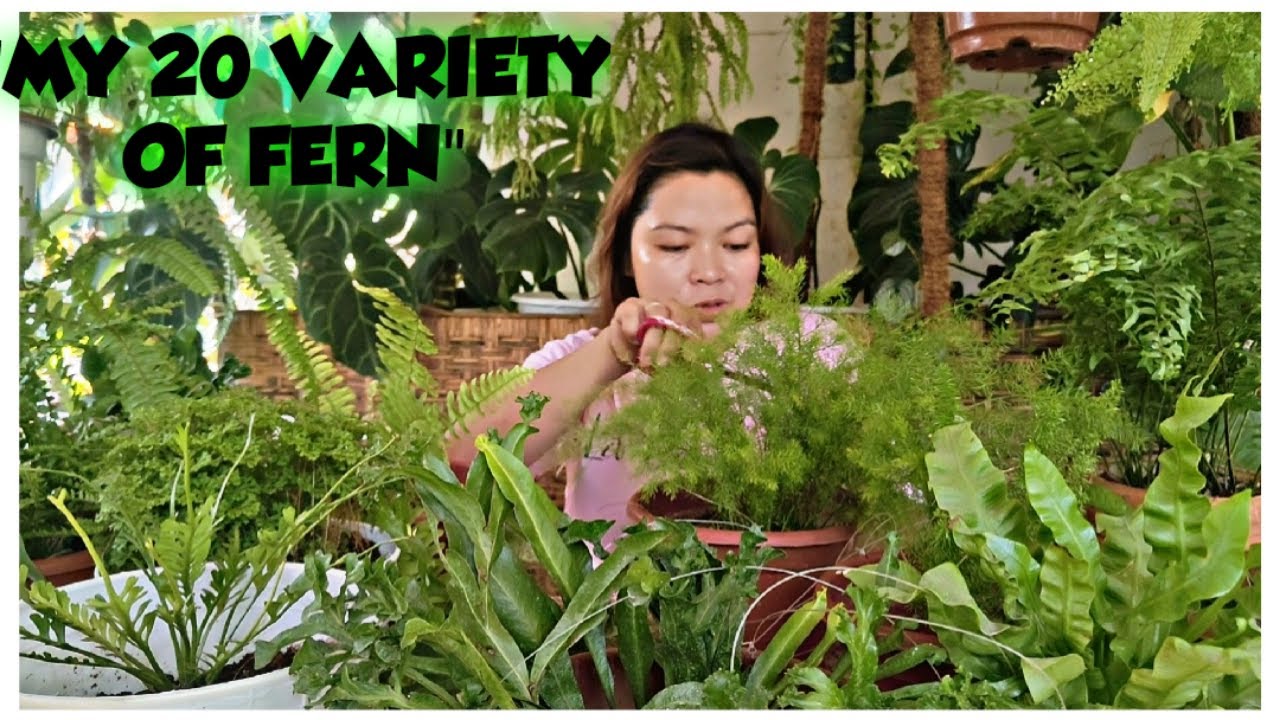 MY 20 VARIETY OF FERN .. PAANO KO SILA INALAGAAN???