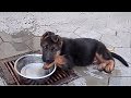 ВОДОПЛАВАЮЩИЙ ЩЕНОК немецкой овчарки. Mega funny puppy. Одесса.