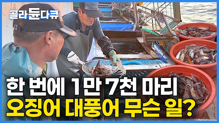 "올해는 다르다" 한 번에 오징어 1만 7천 마리? 동해안 오징어 대풍어 무슨 일?｜한국인이 사랑하는 해산물 1위｜물 반 오징어 반｜선상 만찬｜만선 오징어잡이｜극한직업｜#골라듄다큐