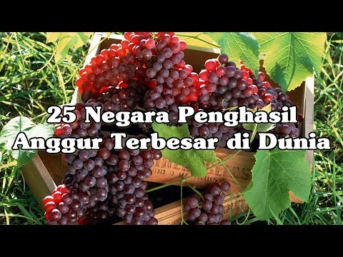 Video: Negara Mana Di Dunia Yang Menghasilkan Anggur Terbaik?