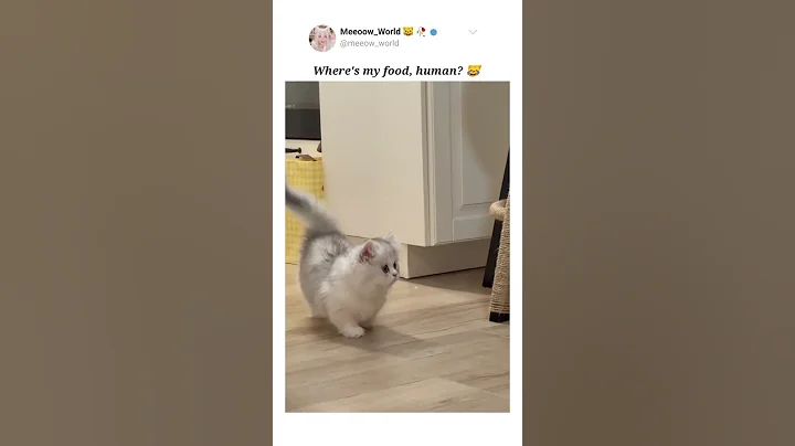Watch the video about Where's my food? 😹 #kitten #cutecats #cute #catmeow #pets #catvideos #cat #cutecat