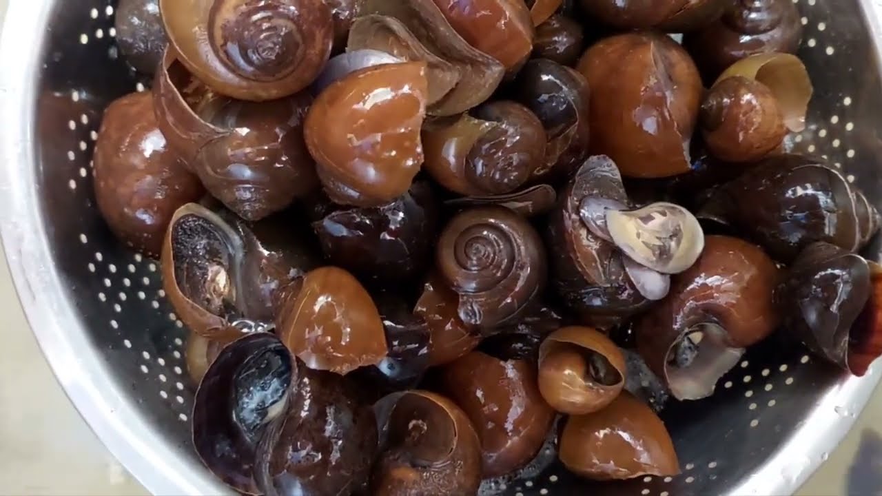 Siput Gondang Emas tumis malatop 🥳😋👍🙀resepi mesti cuba baru tahu🐌
