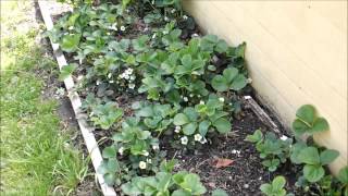Vegetable Garden and Homestead Update April 14