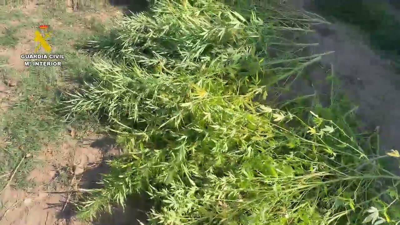 Plantación de marihuana en Alcanadre (La Rioja)