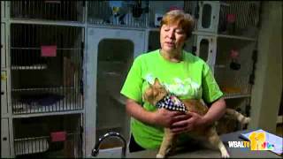 Shelters Offering June Deals On Cats