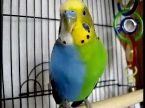 Los periquitos mas raros: Mutaciones - YouTube