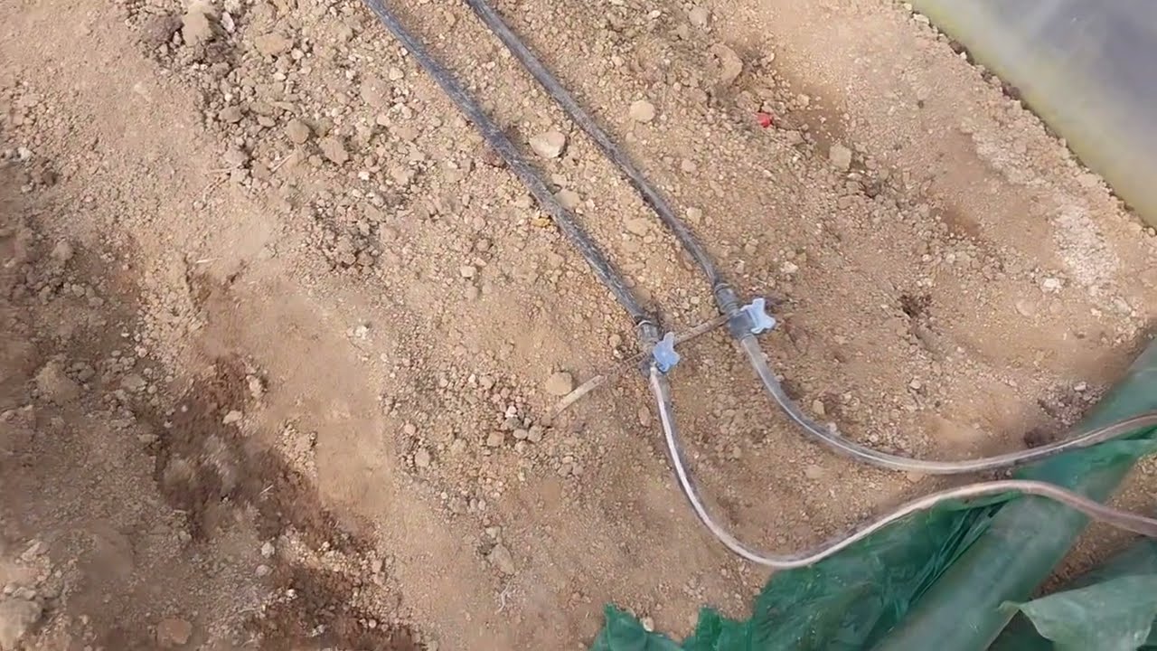 점적 호스 설치.....