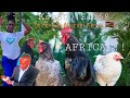 This kenyan  mans chicken hatching gives him the biggest chicken in nairobiafrica