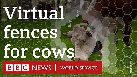 Virtual technology used to keep track of cows - BBC World Service, People Fixing the World