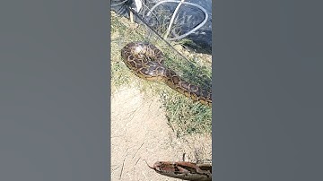 big python entangled in a fishing net