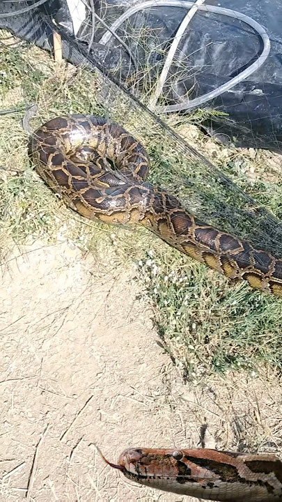 big python entangled in a fishing net
