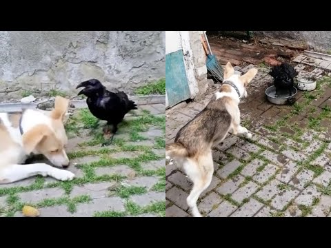 Raven Won't Share Food With Dog