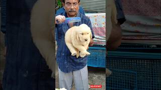 galiff street pet market | dog market Kolkata #shrots #dog #petmarket #galiffstreet