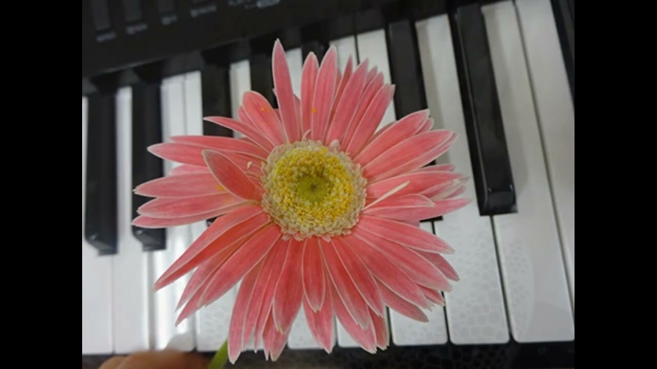 切手のないおくりもの（cover） ♪私からあなたへこの歌をとどけよう