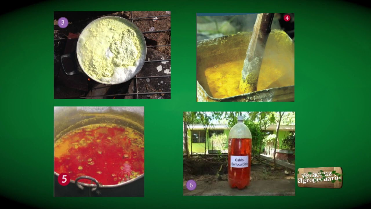 Elaboración de Caldo Sulfocálcico