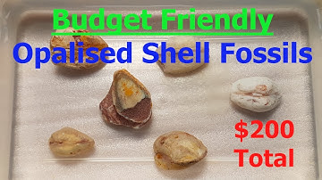Cheap Coober Pedy Opaliased Shell Fossils (Jullian Stavreas)