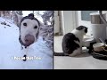 Best animal voiceovers  ep 43 new