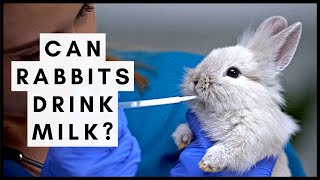 Can Rabbits Drink Milk?