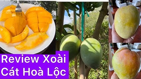 Review Xoài Cát Hoà Lộc