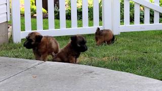 Soft Coated Wheaten Terrier Puppies for Sale screenshot 4
