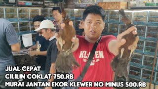 JUAL CEPAT BURUNG MASTERAN HANDAL CILILIN COKLAT, MURAI JANTAN KLEWER