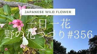 5月29日、色変わりするカラフルな花を見つけました、紹介しています。seasonal Japanese wild flower