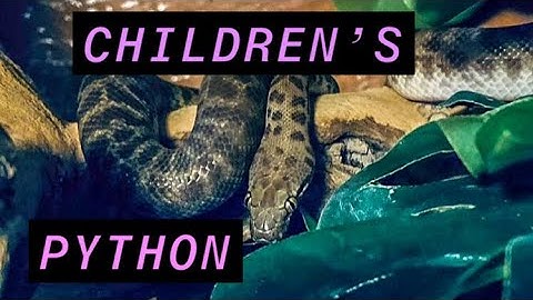 Meet the Children’s Python!