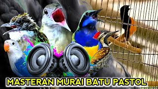 Download Lagu Masteran Burung Murai Batu Full Isian Tembakan Materi Mewah Untuk Burung Lomba MP3